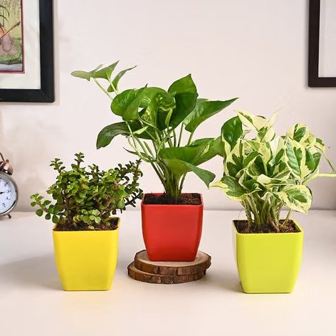 combo 3 plant
