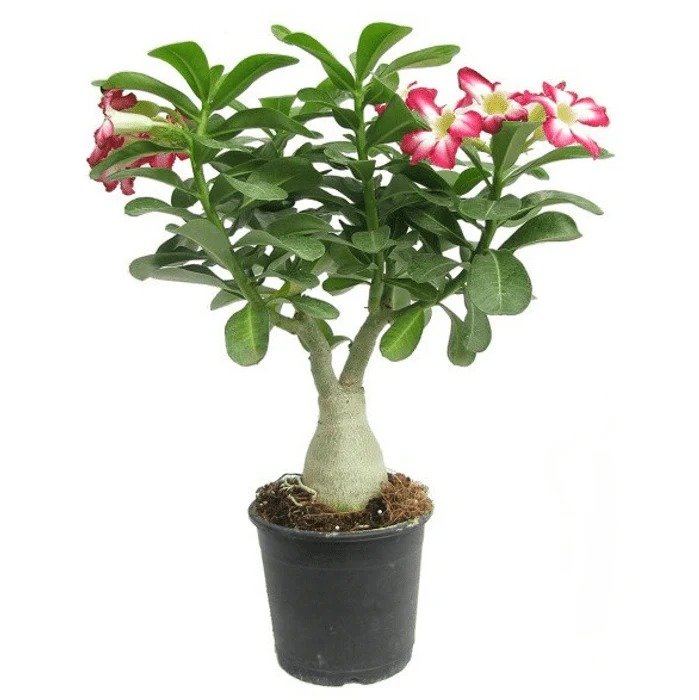 Adenium Plant