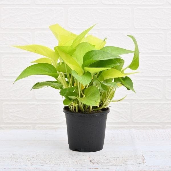 money plant