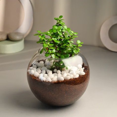 Jade Terrarium