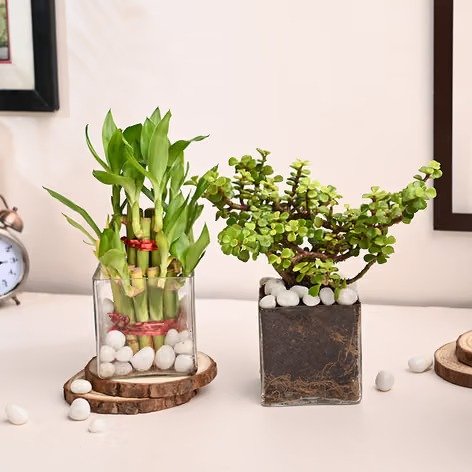 jade and bamboo plant