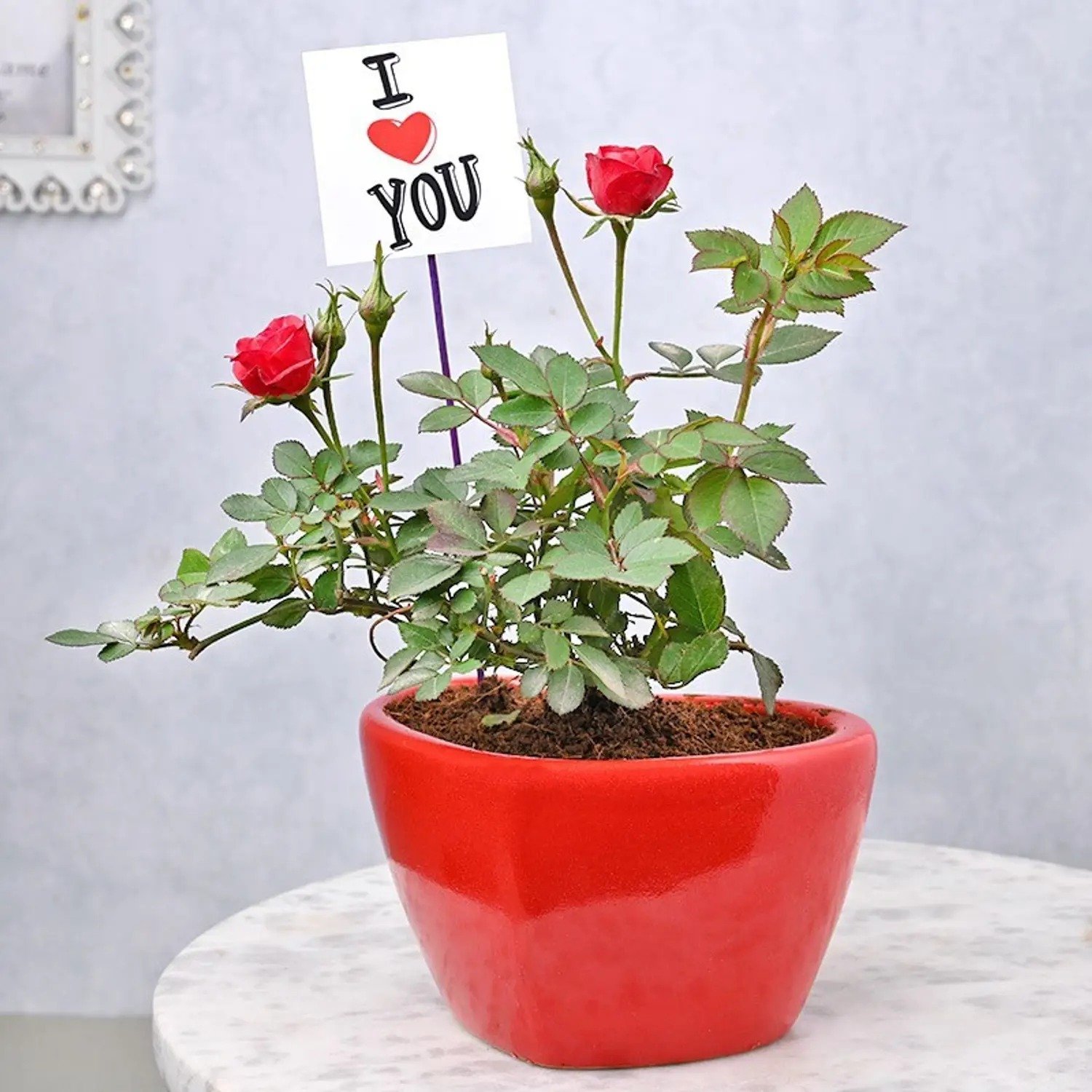 love roses plant